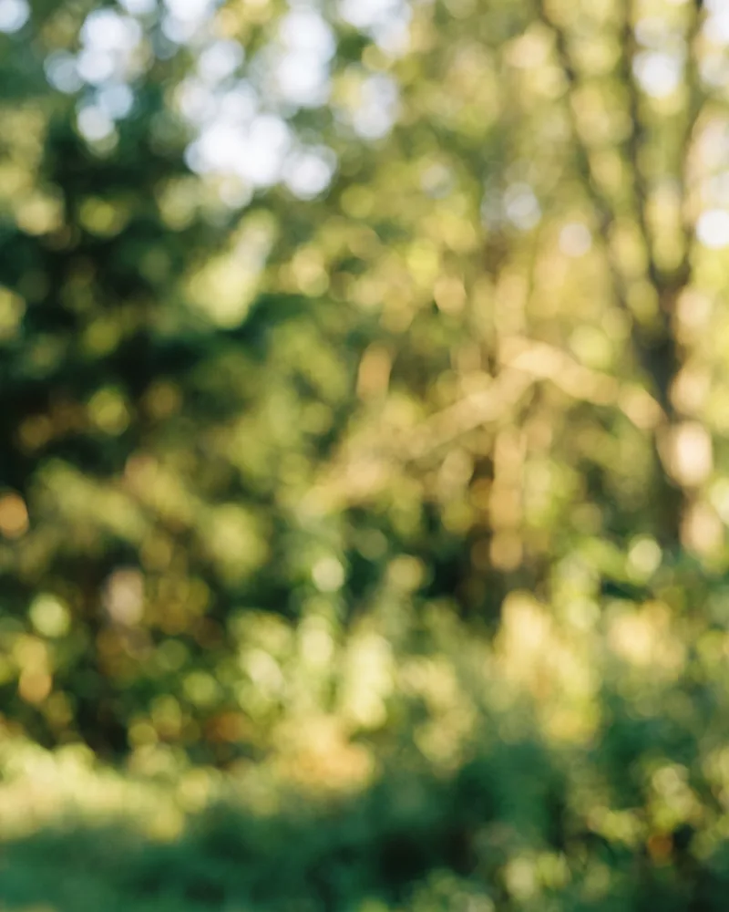 Professional headshot example generated by Staffshots — background option: Outdoor greenery